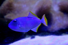 青い魚