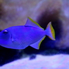 青い魚