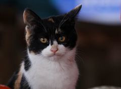 小さなハンター2