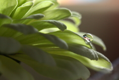 グリーングリン