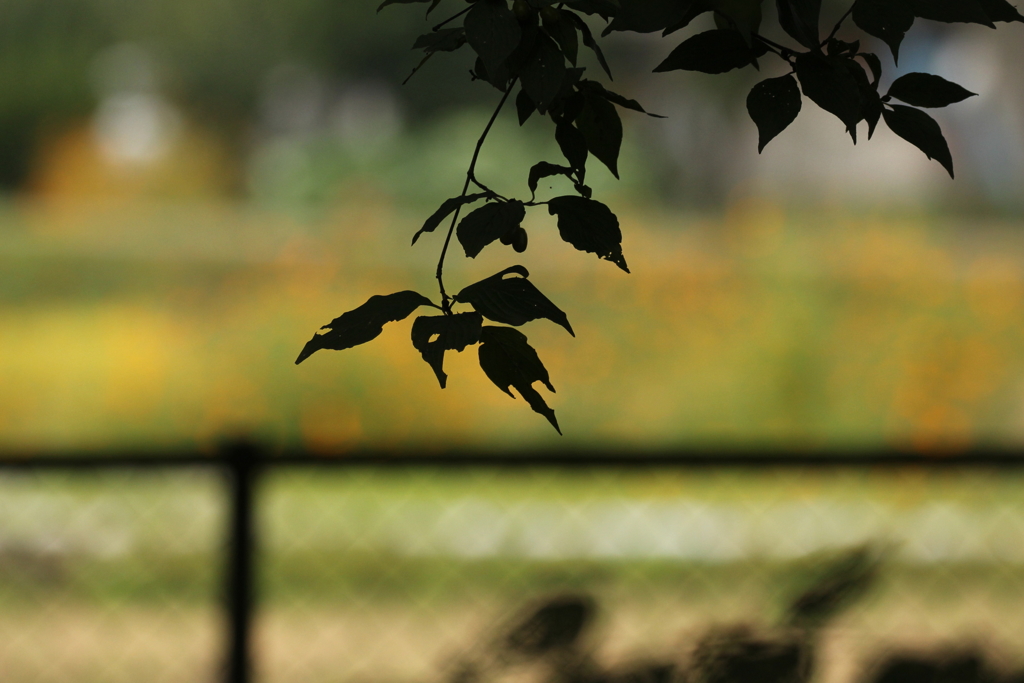 満開のキバナコスモス