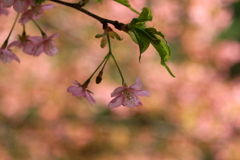 さくら～桜