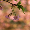 さくら～桜