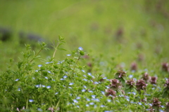 野原の春