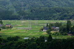 ダイコン君が走る～♪
