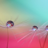 心海ｄｒｏｐｓ