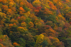 山は紅葉