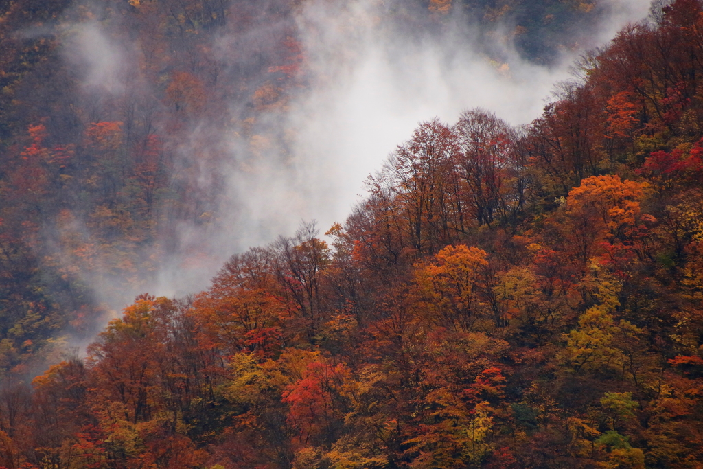 山煙る（紅葉）
