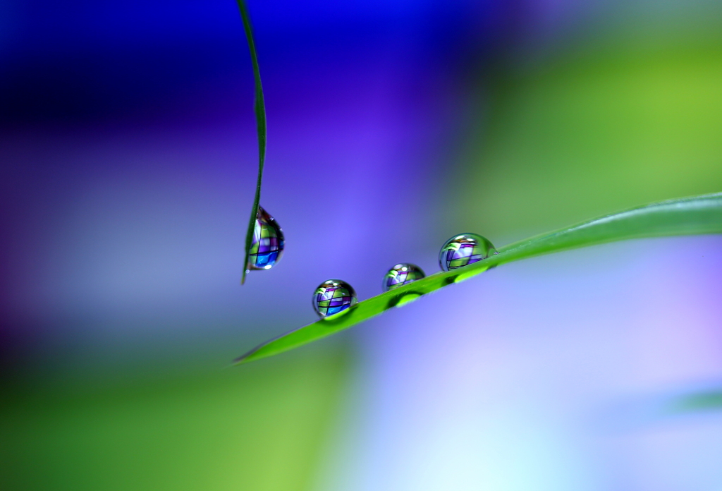 心海ＤＲＯＰｓ