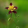 今度はこんな花びらが咲きました。