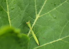 ふと、思った。カマキリは真上もみえるのかな？