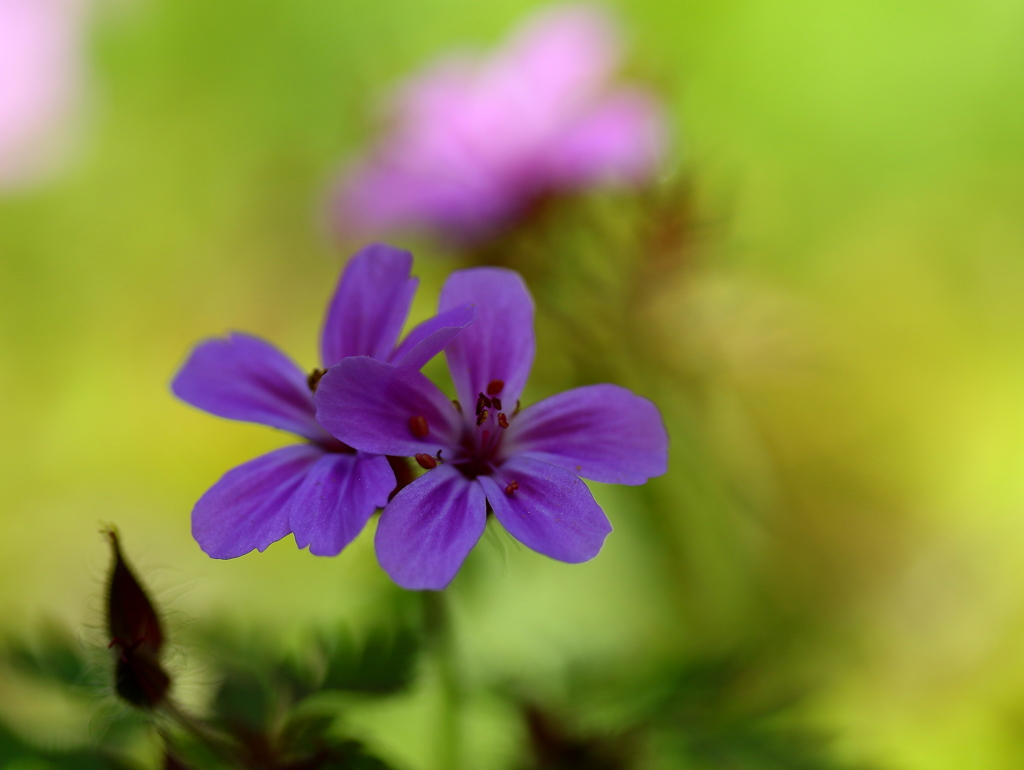 小さな花が庭いっぱいに咲きました。