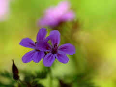 小さな花が庭いっぱいに咲きました。