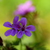 小さな花が庭いっぱいに咲きました。