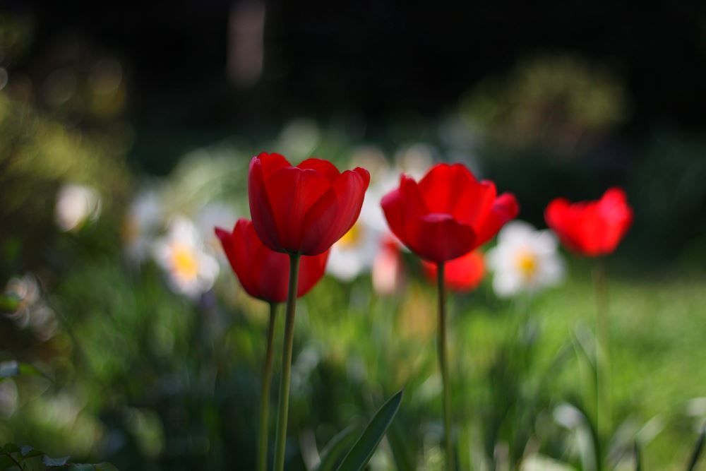 我が家のチューリップフェアー