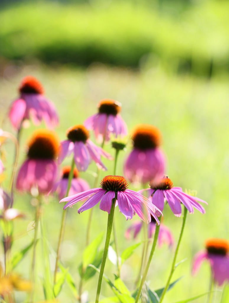 みんなで歌えば楽しくなるよ♪