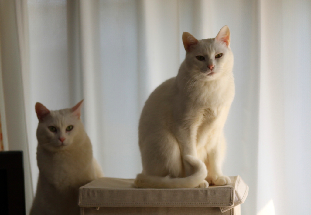 愛猫