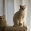 愛猫