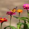 花から花へ～♪