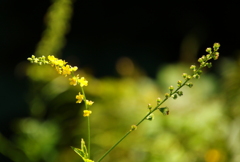 小さな黄色い花