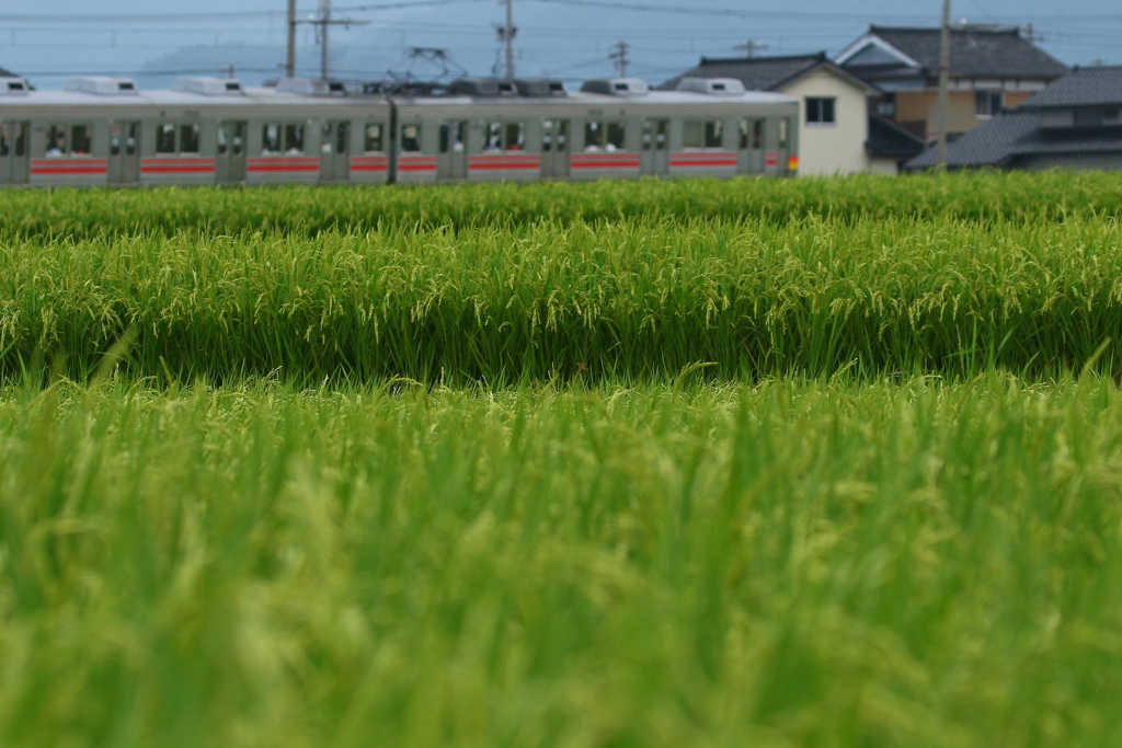 盛夏 出穂の恵み