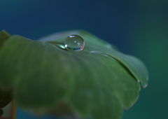 一粒