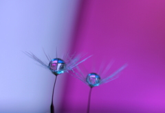 ラ・カンパネラ