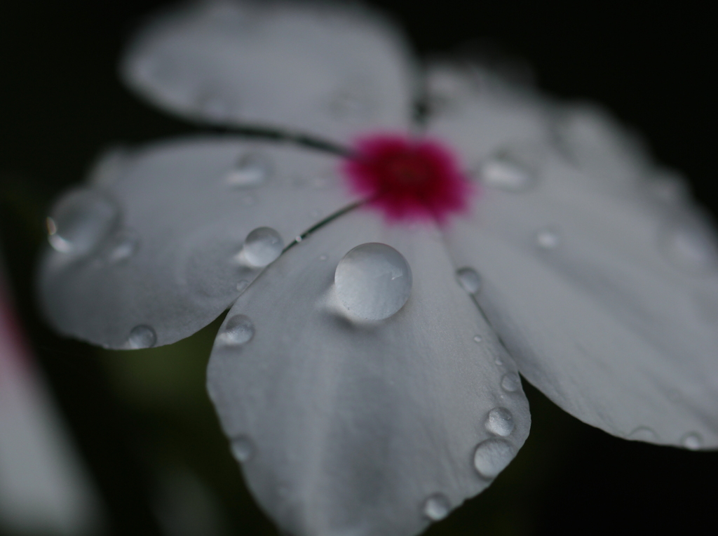 雨粒