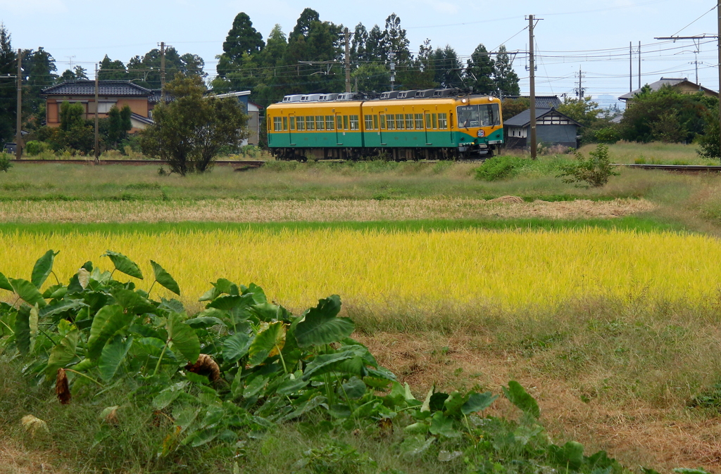 かぼちゃ君、秋を走る～♪