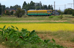 かぼちゃ君、秋を走る～♪