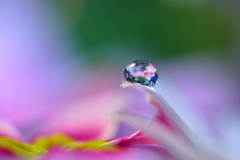 心海ＤＲＯＰＳ　　43