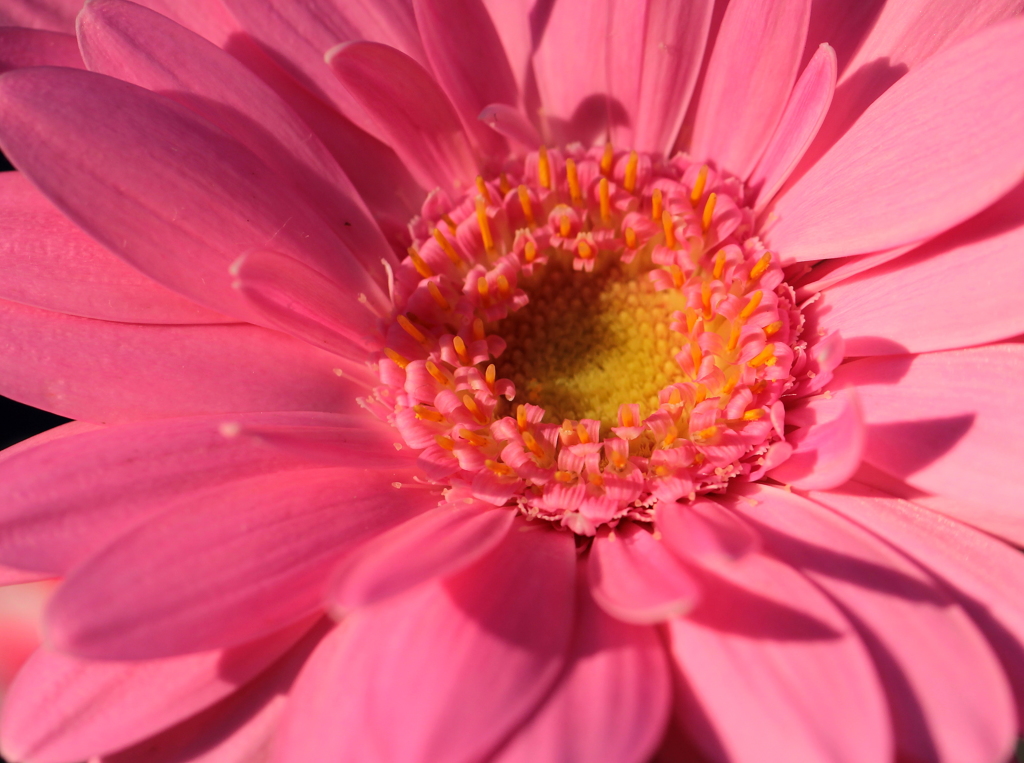 花（ガーベラ）