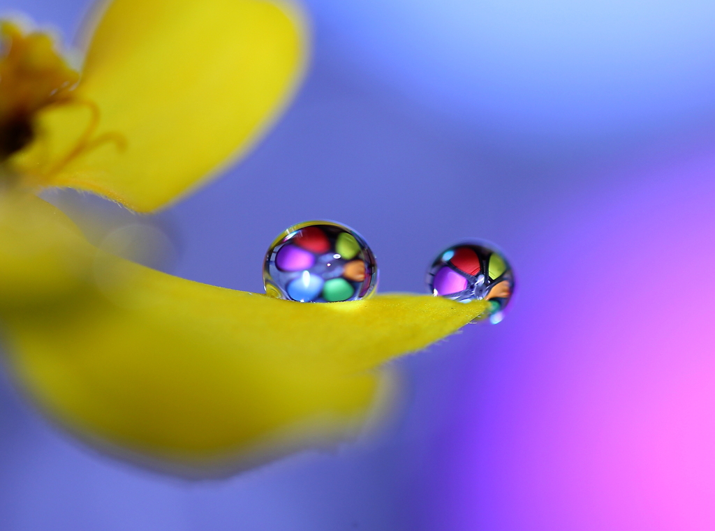 心海ＤＲＯＰＳ・・・進化樹2