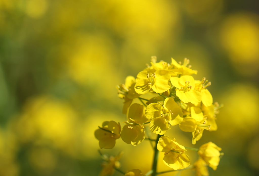 菜の花