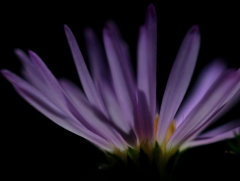 耳をすませば・・・