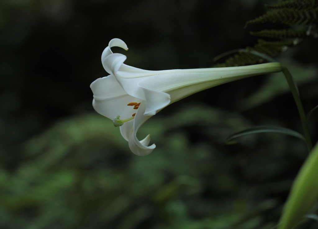 鉄砲百合