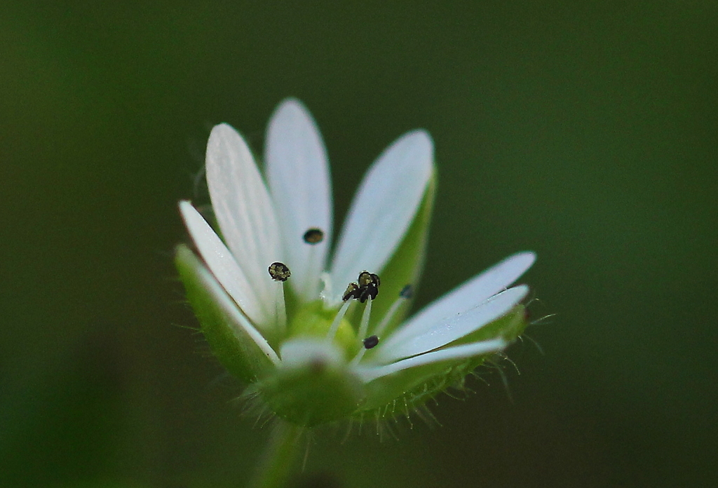 小さな白い花　（コハコベ）