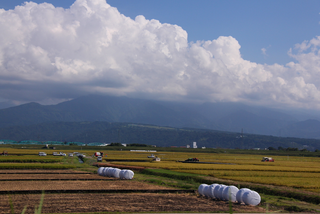 稲刈り進む田園風景