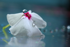 ああ～どうにも止まらない！