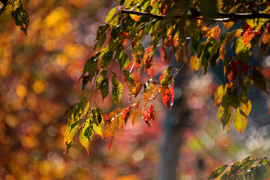 ある日の紅葉