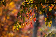 ある日の紅葉