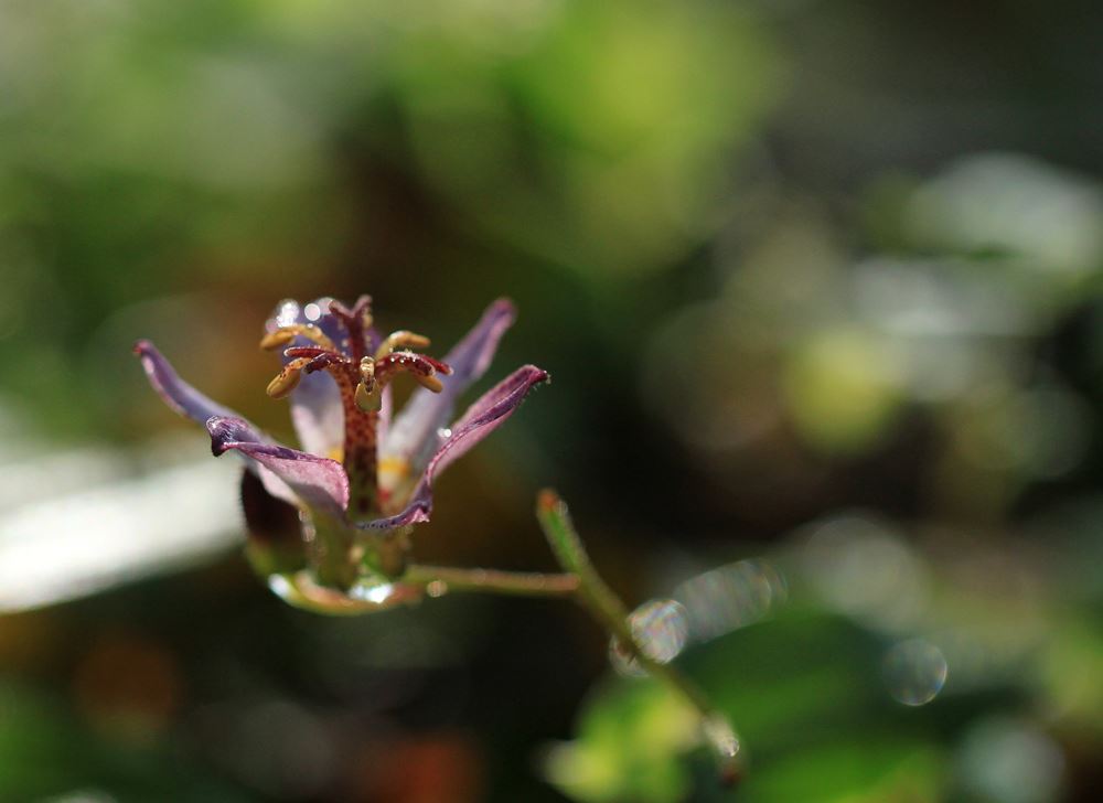 森の中に咲くホトトギス