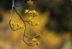 黄金色に咲きほこり