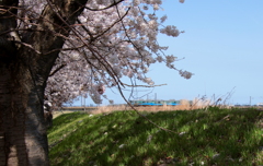 あいの風と桜