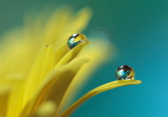 花びらの中（かくれんぼ）