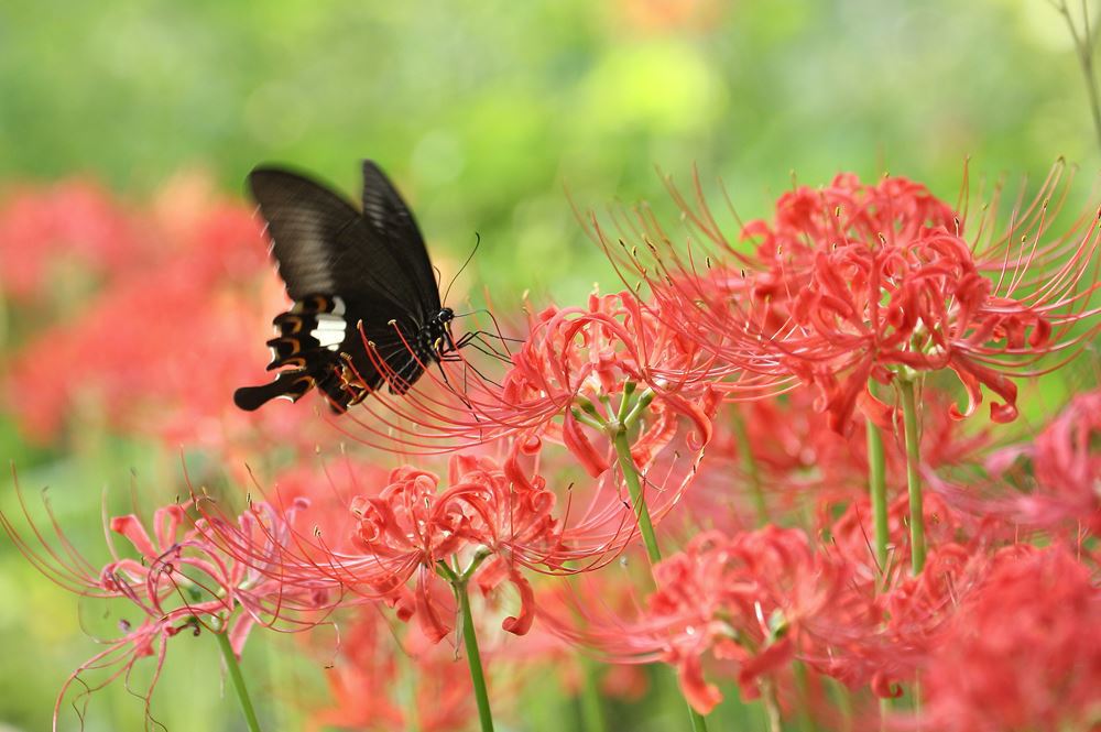 天上の花Ⅱ　（舞い降りてきた蝶）