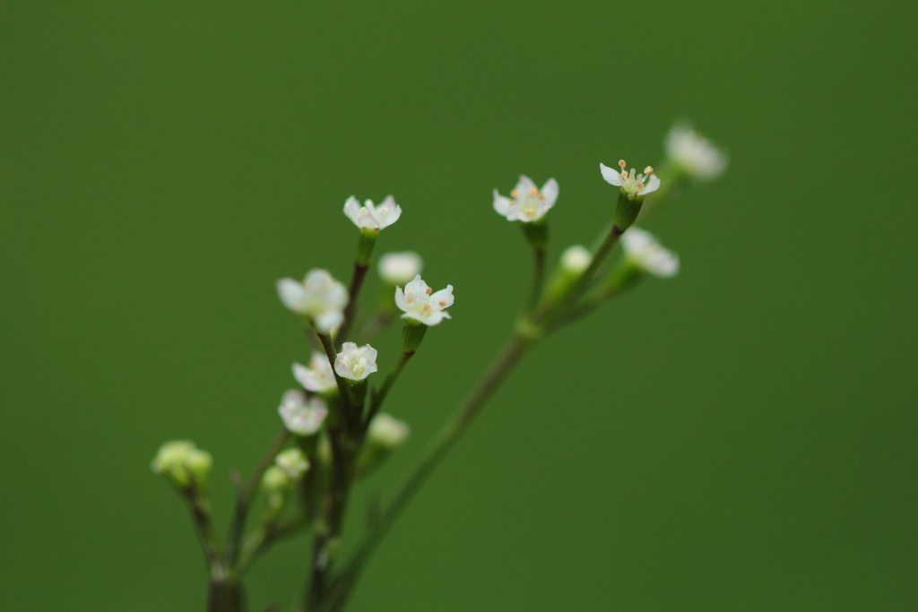 三つ葉の花