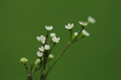 三つ葉の花