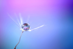 心海DROPS・・・綿毛細工