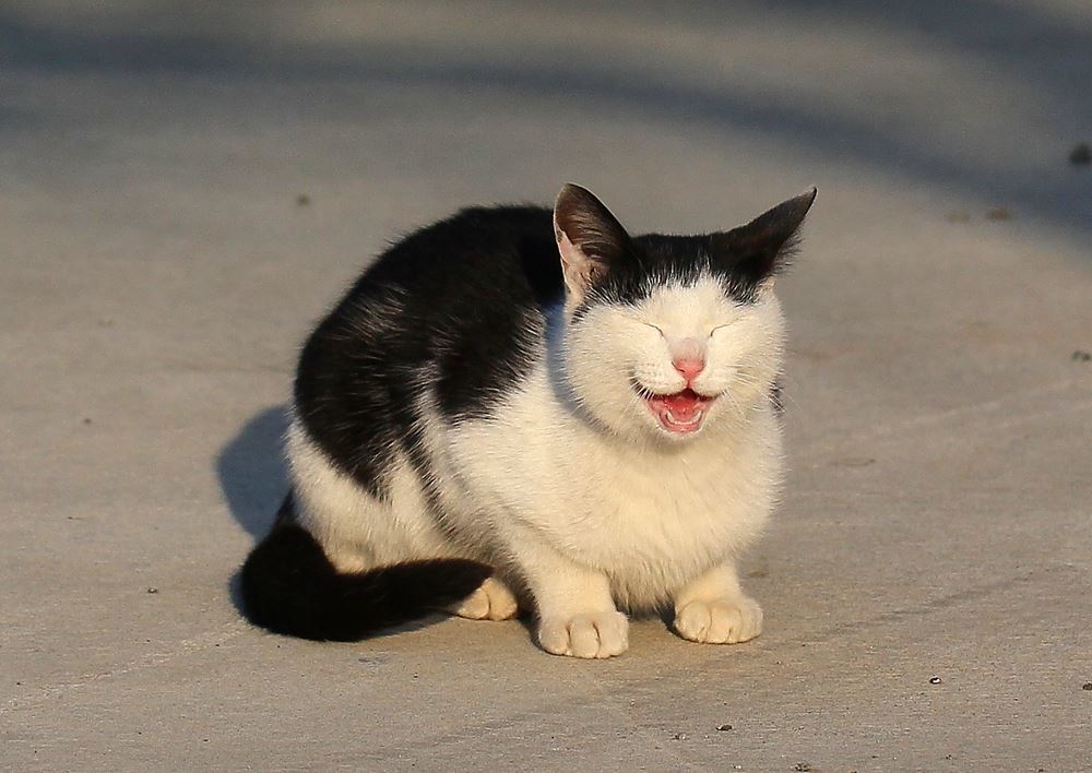 りりーちゃん